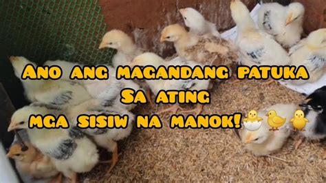 patuka sa sisiw